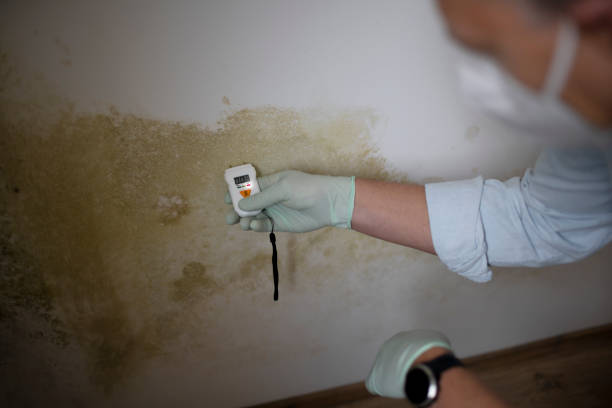 Best Water Damage Restoration  in Zephyrhills, FL