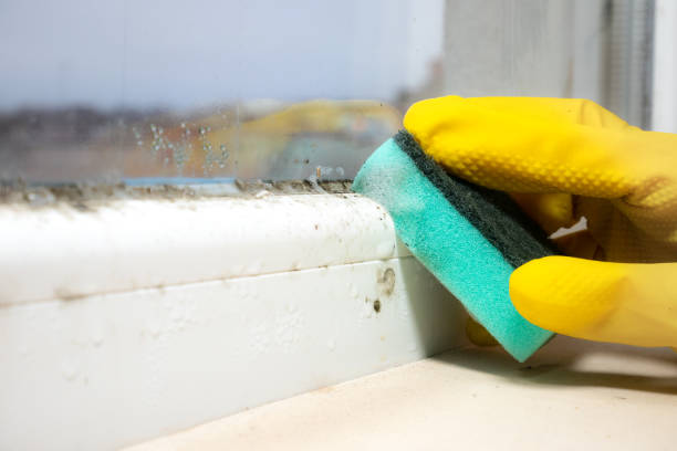 Best Same-Day Mold Removal  in Zephyrhills, FL