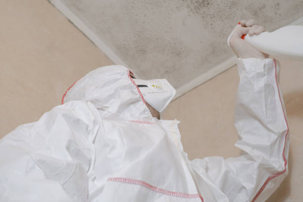 Best Local Mold Removal Service  in Zephyrhills, FL