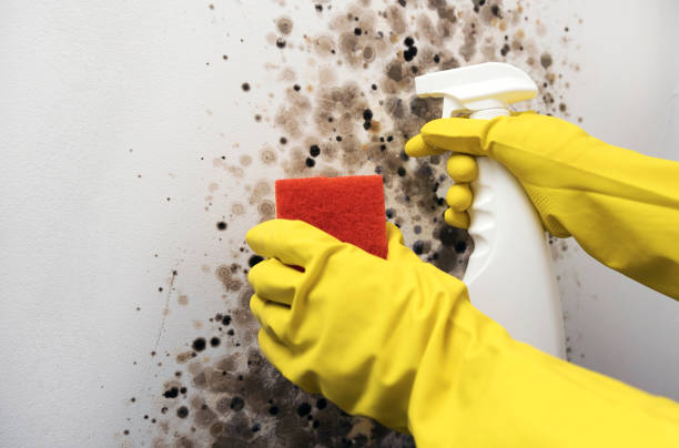 Best Mold Removal Company Near Me  in Zephyrhills, FL