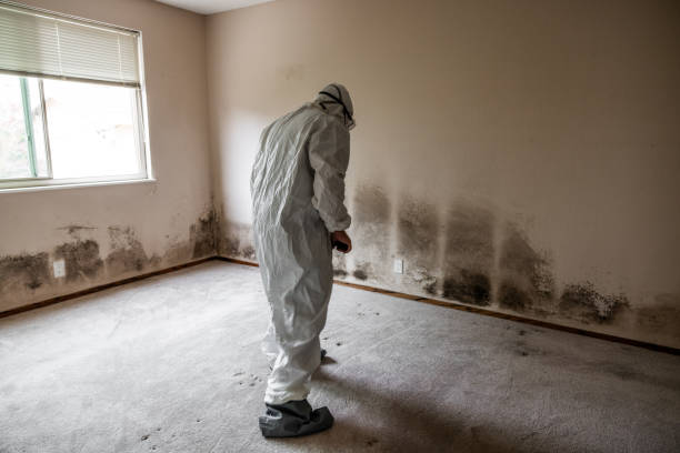 Best Professional Mold Removal  in Zephyrhills, FL