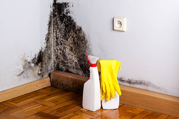 Best Black Mold Removal  in Zephyrhills, FL
