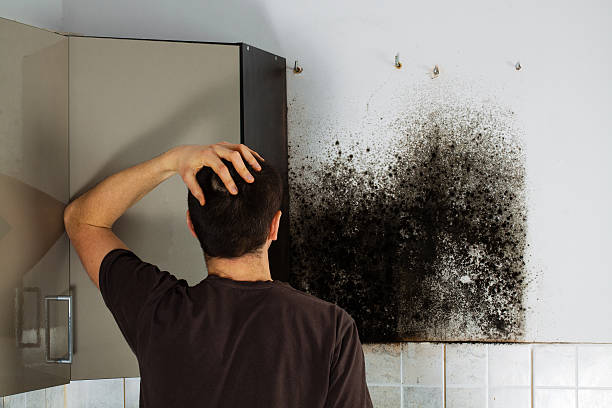 Best Mold Remediation  in Zephyrhills, FL
