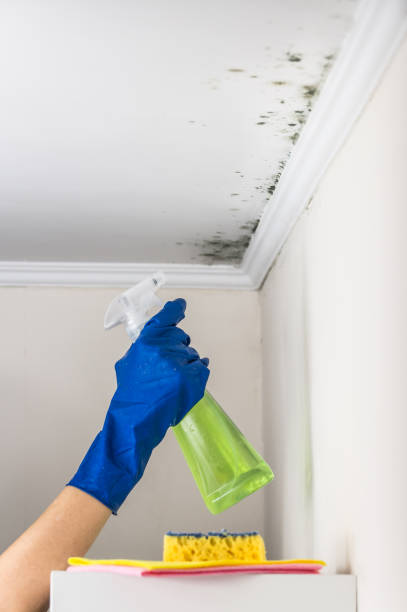 Best Fast Mold Removal  in Zephyrhills, FL